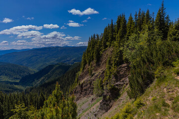 rocky cliff covered with forest