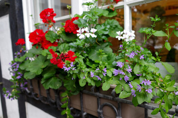 Red and white Pelargoniums (geraniums) and purple Scaevola aemula in a planter. The flowers are lush and abundant, spilling over the edge. The window frame is part of a half-timbered house