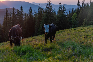 Cows grazing in the highlands at sunset
