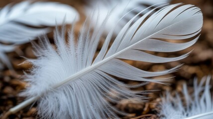 White Feather and Wing Collection - Pure Elegance and Natural Beauty