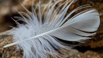 White Feather and Wing Collection - Pure Elegance and Natural Beauty