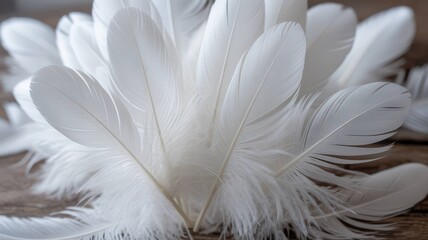 White Feather and Wing Collection - Pure Elegance and Natural Beauty