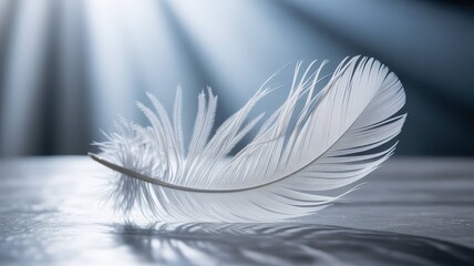 White Feather and Wing Collection - Pure Elegance and Natural Beauty