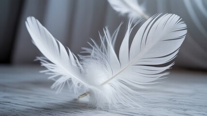 White Feather and Wing Collection - Pure Elegance and Natural Beauty
