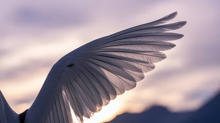 White Feather and Wing Collection - Pure Elegance and Natural Beauty