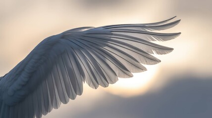 White Feather and Wing Collection - Pure Elegance and Natural Beauty