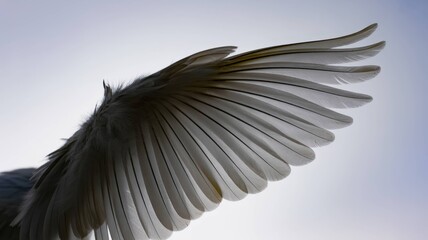 White Feather and Wing Collection - Pure Elegance and Natural Beauty