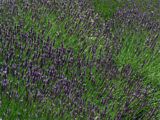 Lush field of blooming lavender with vibrant purple flowers and green stems, creating a serene, aromatic, and colorful natural landscape.
