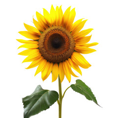 Fototapeta premium Close-up of a sunflower