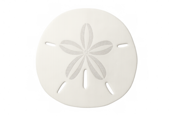 Close-up of a pristine white sand dollar revealing its delicate, flower-like pattern, isolated on a transparent background