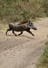 warthog on the beach