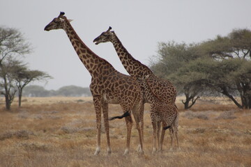 Giraffes in the wild 