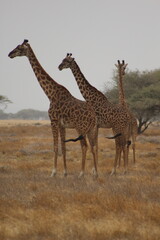 Obraz premium Giraffes in the wild 