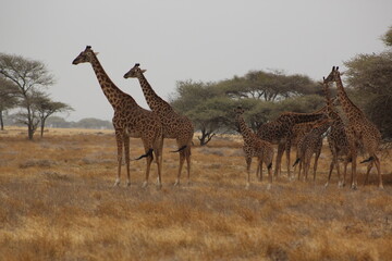 Giraffes in the wild 