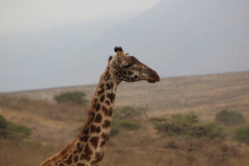 Giraffes in the wild 