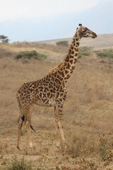 Fototapeta premium Giraffes in the wild 