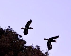 vulture in flight