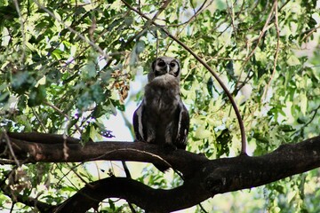 Owl 
