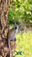 Monkey in the wild