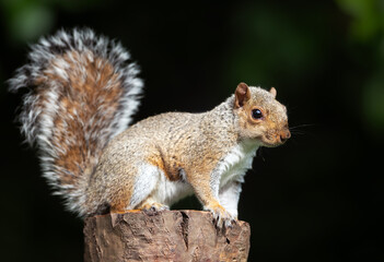 Grey squirrel standing on a tree stump