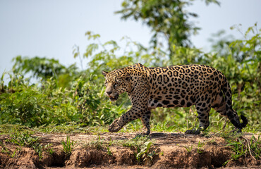 Jaguar walking on a river bank, Pantanal, Brazil