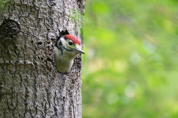 Great spotted woodpecker chick sitting in a tree hole in spring