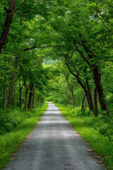 Fototapeta premium winding road leads into lush forest surrounded by greenery and dappled sunlight