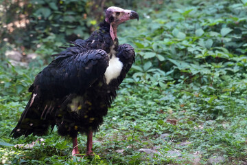The Red-headed vulture, also known as the Indian King vulture
