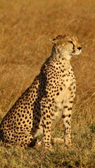 Cheetah in the wild