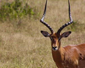 impala in the savannah