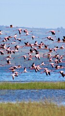 Fototapeta premium Flock of flamingo