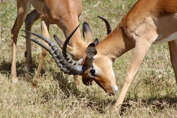 impala in the savannah