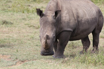 rhino in the wild