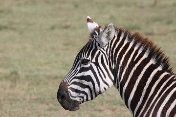 Zebra in the wild