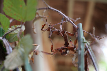 The dry leaf insect bug (Extatosoma tiaratum) camouflages itself among the thorny branches of a...