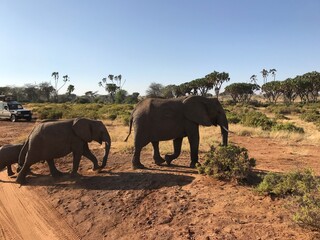 Elephants in the wild