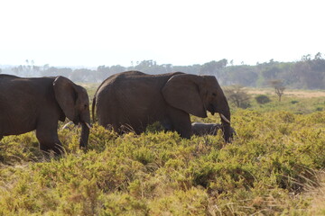 Elephants in the wild