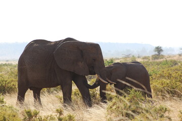 Elephants in the wild