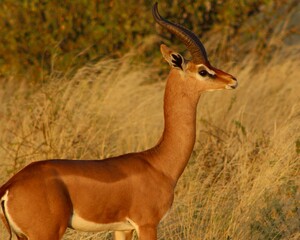 impala in africa
