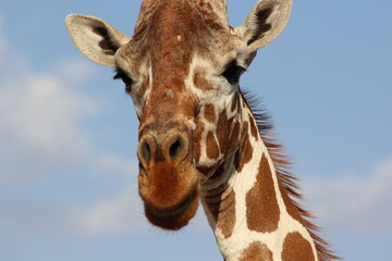 Naklejka premium Giraffes