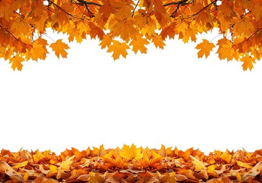 Autumn maple leaves frame a blank white background with a leaf pile