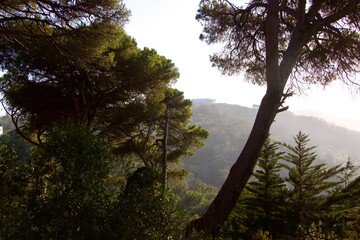 trees in the mountains