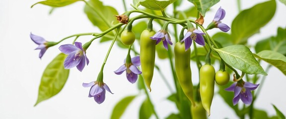 Obraz premium Vibrant green pea plant with purple blossoms and developing pods against a clean white backdrop, countryside, green