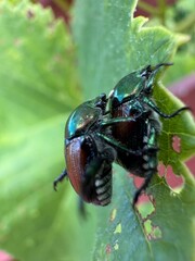 Japanese beetle (Popillia japonica) mating