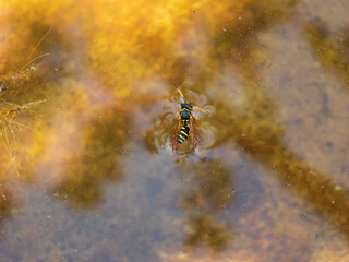 A yellow and black striped wasp struggling in murky water, viewed from above.