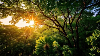 Fototapeta premium Sunlight shining through the trees creating a warm glow in a dense and lush green forest scene