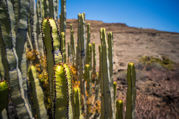 Cacti in the Teide Natural Park in Tenerife.
