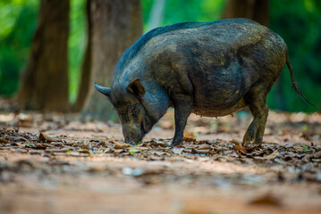 Single Wild Boar Mid-Step on Forest Floor.Capturing a wild boar in motion with legs mid-step in a quiet natural setting. 