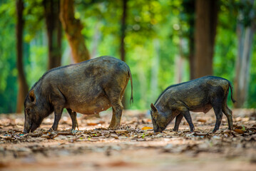 Group of Wild Boars in Indian Forest.A herd of wild boars moving through the forest showcasing social behavior and natural habitat. Excellent for wildlife documentaries or forest life visuals.