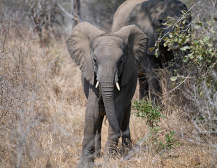 Elefant im Busch vom Krüger National Park - Kruger Nationalpark Südafrika